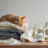 About Baking, Cats, and the Serene Joy of Dressing Yourself